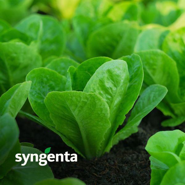 Syngenta